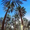 أَبُو أَحْمَدَ🌴 的头像