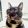 Фото профиля ねこまな