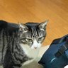 さば味噌 profil fotoğrafı