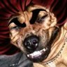 Profilbild von UndercoverBrother