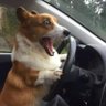 GovtSlacker's profile picture
