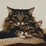 Stacked Cats🦜Final Flock🐦's profile picture