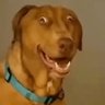 jeven's profile picture