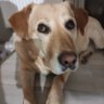 Haris profil fotoğrafı