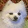 Cherub's profile picture