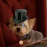 Profilbild von The Green trader