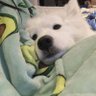 Profilbild von レモン