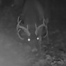 Buckman542's profile picture
