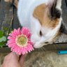 Roseannadanna's profile picture