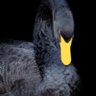 Фото профиля David Blow