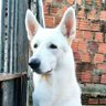 🔰-swiss shepherd-🔰 profil fotoğrafı