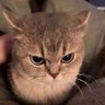 Profilbild von Jeiad