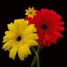 Hassan khil's profile picture