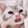 Фото профиля ゆあがり星み🐱メオグッズ販売中🐈💊💉