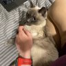 Принцесса Фиаско's profile picture