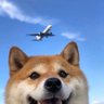 小涛好困.'s profile picture