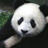 GouinerCubPA 的头像