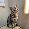 シマ猫のハハ's profile picture