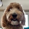 Gonzo's profile picture
