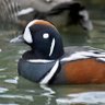 Фото профиля King Richard