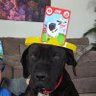 Booge's profile picture