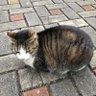 波凡特 profil fotoğrafı