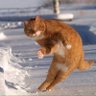 Cat_lovers 2008's profile picture