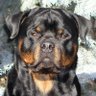Profilbild von LeeAMaharg