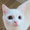 老凯 profil fotoğrafı
