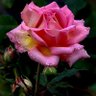 Фото профиля القبطان