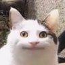 Profilbild von MH