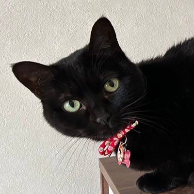 ippaiasoboune's profile picture