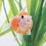金魚 profil fotoğrafı
