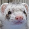パパしろ's profile picture