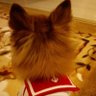 智ちゃんsweetie🇫🇷🍷🏠🌏's profile picture