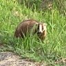 ぽすたー 的头像