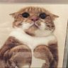 Mansis's profile picture