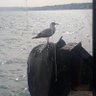 Akın profil fotoğrafı