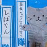 しばやん隊員🩵😽 profil fotoğrafı