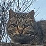 Mitakka's profile picture