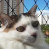 DeCanto's profile picture