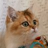 websterlily's profile picture