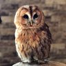 ふくろう好き profil fotoğrafı