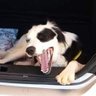 Profilbild von SloppyDog