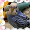 たんぽぽ profil fotoğrafı
