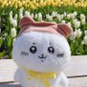 Фото профиля しぃちゃん