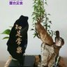 宇尘's profile picture