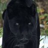 Black Panther's profile picture