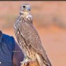 النادر profil fotoğrafı