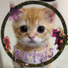 Alex Gato 🌙's profile picture